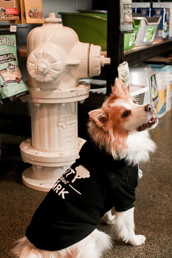 metro detroit pet shops - City Bark