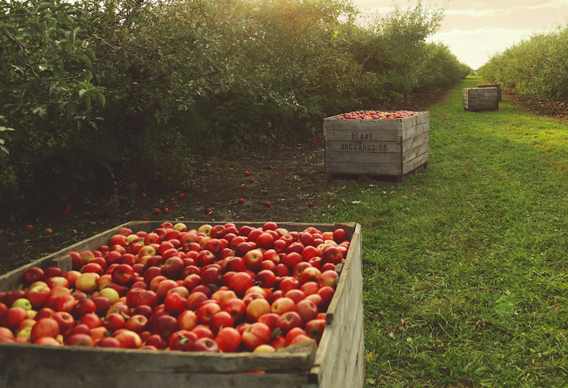 blake's orchard 