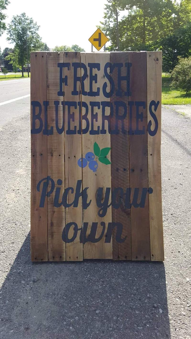Blueville Acres Blueberry Farm - summer fruit