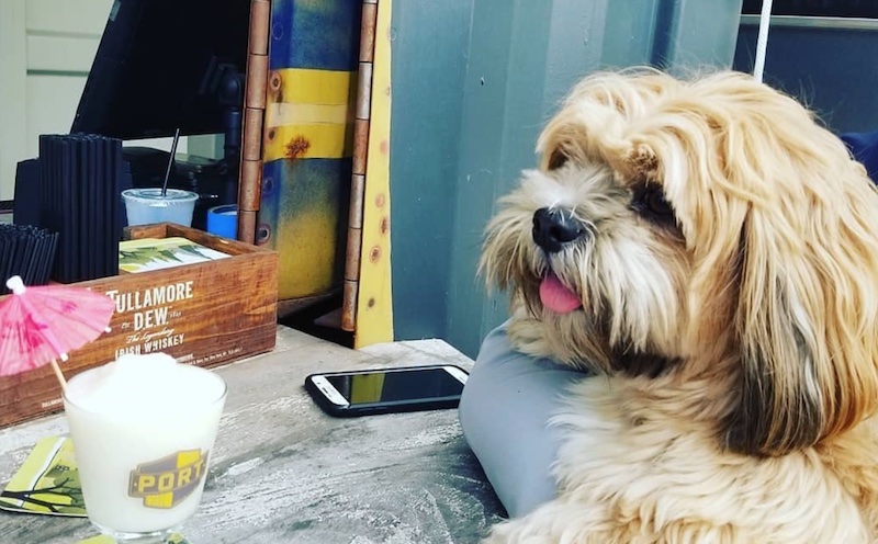 port dog-friendly patios