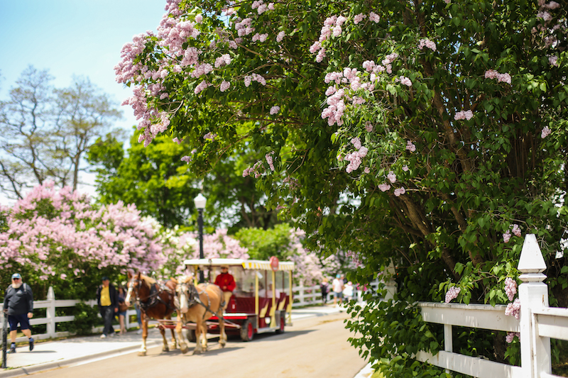 MITB Carriages & Lilacs-07