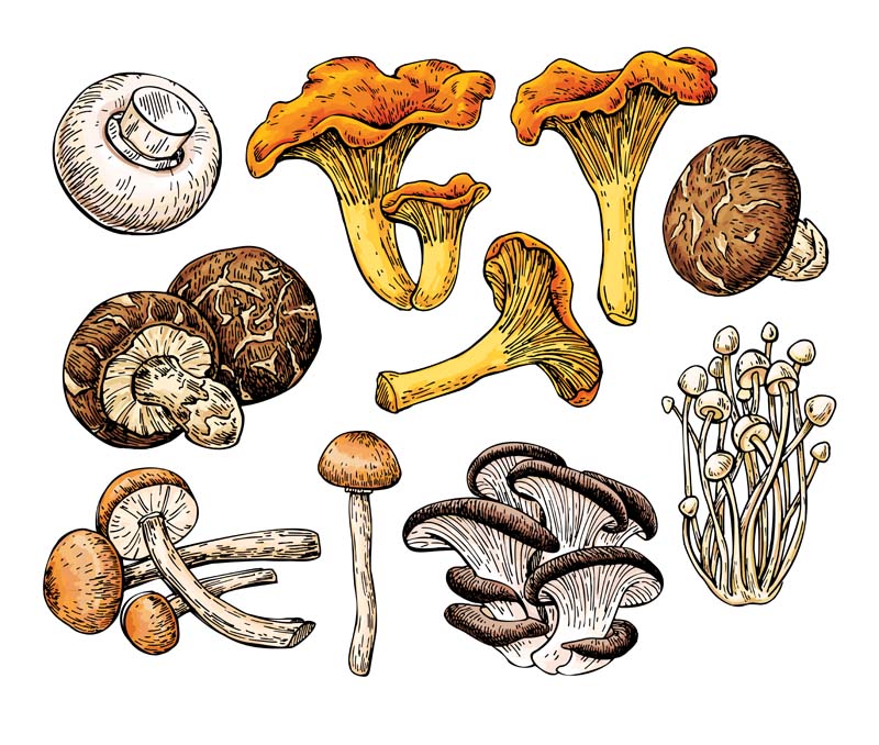 mushrooms