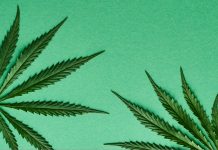 michigan cannabis grow tours