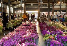 Flower Day at Eastern Market